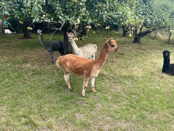 Alpaca merries beschikbaar voor biedingen