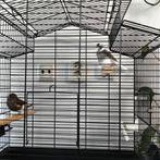 Mannelijke en vrouwelijke kanaries met kooi, Dieren en Toebehoren, Vogels | Kanaries