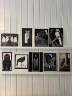 Vogels - Samuel Jessurun - set van 9 ArtPrintCards A4, Info@olphy.nl, Wandkunstkaarten.nl, Ophalen of Verzenden, Nieuw