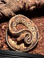 Pastel mojave het clown konings python, Slang