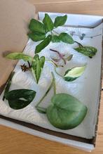 Stekjesbox, Huis en Inrichting, Kamerplanten, Ophalen, Halfschaduw, Minder dan 100 cm