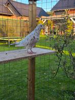 Stipper postduiven duiven, Dieren en Toebehoren, Meerdere dieren, Postduif