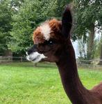 Te koop: Alpaca hengst 1 jaar oud, Dieren en Toebehoren, April, Mannelijk