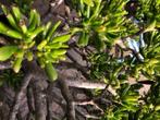 grote crassula ovata met vierkante aardewerk pot., Tuin en Terras, Volle zon, Vaste plant, Zomer, Ophalen