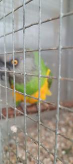 Papegaaien, Dieren en Toebehoren, Vogels | Parkieten en Papegaaien