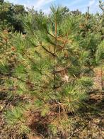 Zwarte Dennen, Oostenrijkse Dennen, Pinus Nigra Nigra t.k., Tuin en Terras, Planten | Bomen, Bloeit niet, Overige soorten, 100 tot 250 cm