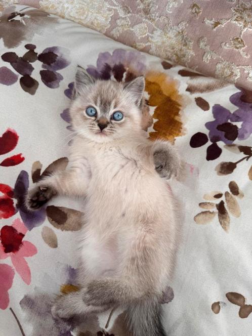 Prachtige Britse en Ragdoll mix kitten, Boeken, Dieren en Huisdieren, Ophalen of Verzenden