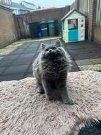 british longhair, Poes