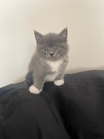 Beitish shorthair kittens schattig, Dieren en Toebehoren, Katten en Kittens | Raskatten | Korthaar