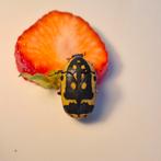 Pachnoda fissipunctum koppel