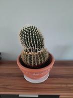 cactus plant, Ophalen, Cactus, Volle zon, Minder dan 100 cm