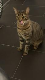 Poes kopen, Dieren en Toebehoren, Katten en Kittens | Overige Katten, Poes, Kortharig, 0 tot 2 jaar