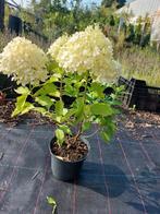 Hydrangea paniculata 'little spooky', Vaste plant, Halfschaduw, Zomer, Ophalen