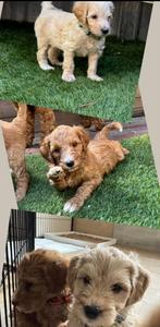 Labradoodle pups, Dieren en Toebehoren, Overige rassen, 8 tot 15 weken, CDV (hondenziekte), Meerdere