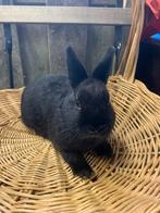 6 lieve konijntjes, Dieren en Toebehoren, Konijnen, Meerdere dieren