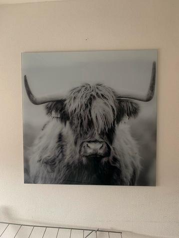 Glasplaat met Schotse Hooglander beschikbaar voor biedingen