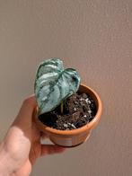 Philodendron Brandtianum stekken en plantje, Ophalen of Verzenden, Overige soorten, Minder dan 100 cm
