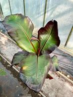 Ensete ventricosum maurelii. Rode banaan  pot 24, Ophalen of Verzenden, Minder dan 100 cm