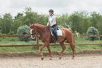 Brave allround 13 jarige ruin te koop, Dieren en Toebehoren, Gechipt, Ruin, L, 11 jaar of ouder