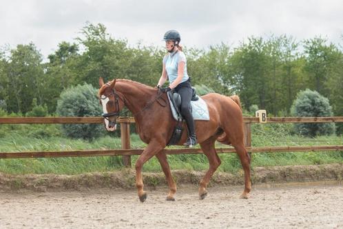 Brave allround 13 jarige ruin te koop, Dieren en Toebehoren, Paarden, Ruin, L, 165 tot 170 cm, 11 jaar of ouder, Recreatiepaard