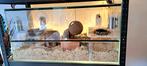 Hamster terrarium glazenbak hok kooi glas dwerghamster, Dieren en Toebehoren, Reptielen en Amfibieën | Toebehoren, Ophalen