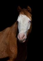 2023 Quarter horse mare, Dieren en Toebehoren, Paarden, Merrie, Minder dan 160 cm, Gechipt, 0 tot 2 jaar