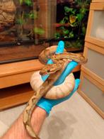 Corallus annulatus 1.1 NK21, Dieren en Toebehoren, Slang, 3 tot 6 jaar