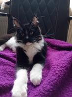 Maine coon kittens met stamboom, Dieren en Toebehoren, Katten en Kittens | Raskatten | Langhaar, Meerdere dieren, Gechipt, 0 tot 2 jaar