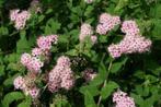 25 lage rijkbloeiend spiraea struiken € 100,00, Ophalen of Verzenden, Overige soorten, Haag, Minder dan 100 cm