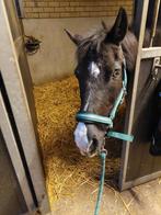 Mooi Groen Halster Maat Cob, Dieren en Toebehoren, Ophalen of Verzenden, Zo goed als nieuw