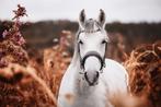 Op zoek naar een pensionstal voor mijn paard in Groningen, Dieren en Toebehoren, 1 paard of pony, Weidegang