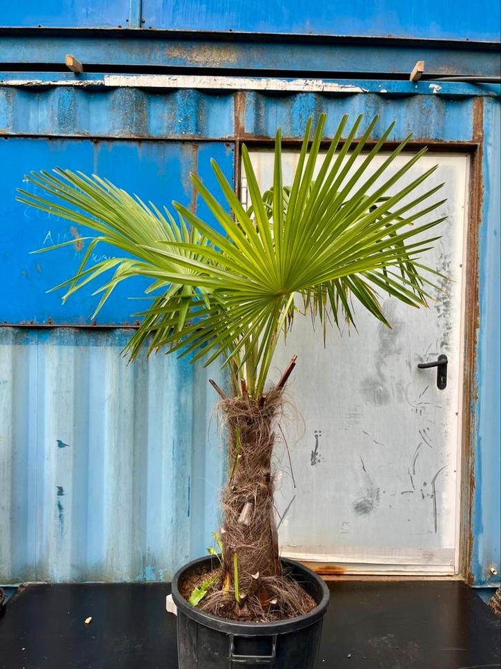 Trachycarpus palm 200 cm, Tuin en Terras, Planten | Bomen, Palmboom, 100 tot 250 cm, Halfschaduw, Lente, In pot, Ophalen