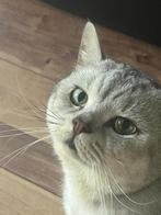 Cat for adoption, Dieren en Toebehoren, Katten en Kittens | Overige Katten, Poes