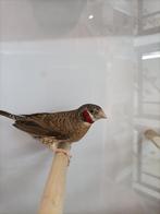 Koppel Bandvinken Rood, Meerdere dieren, Tropenvogel, Geringd