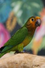 Diverse parkieten, ara's en papegaaien te koop| Getest op zi, Papegaai, Meerdere dieren, Pratend