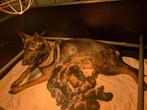 Duitse herder pups met stamboom, Parvo, 8 tot 15 weken, Meerdere, Meerdere dieren