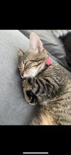 Kitten zoekt een liefdevol huisje, Dieren en Toebehoren, Katten en Kittens | Overige Katten, Poes, Kortharig, 0 tot 2 jaar