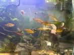 Brokaat barbeel, Dieren en Toebehoren, Vissen | Aquariumvissen, Vis