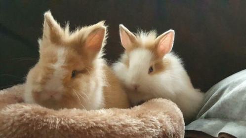 Lieve kleine Kindvriendelijke dwergjes Vosjes en Fluffies, Dieren en Toebehoren, Konijnen, 0 tot 2 jaar