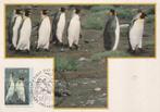 Australie, King Pinguins, Verzamelen, Ansichtkaarten | Buitenland, Verzenden, 1980 tot heden, Gelopen, Buiten Europa