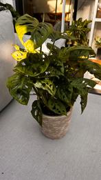 Monstera Monkey Leaf incl pot, Ophalen, Overige soorten, Minder dan 100 cm