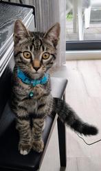 Schatige kitten, Dieren en Toebehoren, Kater