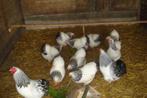 Wyandotte kippen KRIEL, Dieren en Toebehoren, Pluimvee, Vrouwelijk, Kip