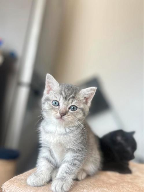 Brits korthaar 3 poes en twee kater reserveren mogelijk, Dieren en Toebehoren, Katten en Kittens | Raskatten | Korthaar, Poes