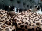 ♥️SIBERISCHE KITTENS♥️100% HYPOALOGEEN, Dieren en Toebehoren, Katten en Kittens | Raskatten | Langhaar, Meerdere dieren, Ontwormd