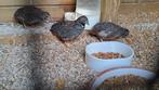 Chinese dwergkwartels hanen natuurbroed 2025, Dieren en Toebehoren, Vogels | Overige Vogels, Mannelijk