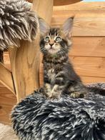Maine Coon poesje met stamboom 1250,-, Dieren en Toebehoren, Poes, Met stamboom