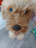 Moji labradoodle  robothond, Ophalen, Zo goed als nieuw