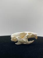 Ratten schedel, Verzamelen, Dierenverzamelingen, Ophalen of Verzenden, Nieuw, Overige soorten, Schedel