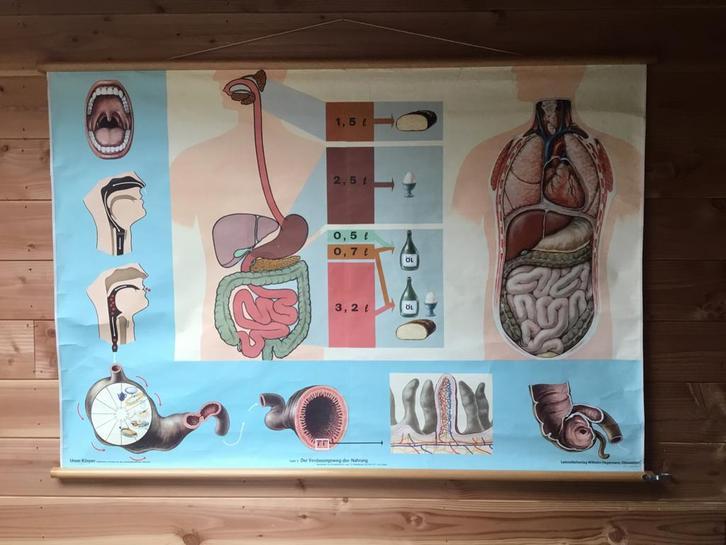 Anatomische Schoolplaat - Spijsvertering, Antiek en Kunst, Antiek | Schoolplaten, Natuur en Biologie, Ophalen